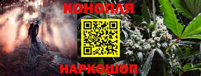 крисы Аша