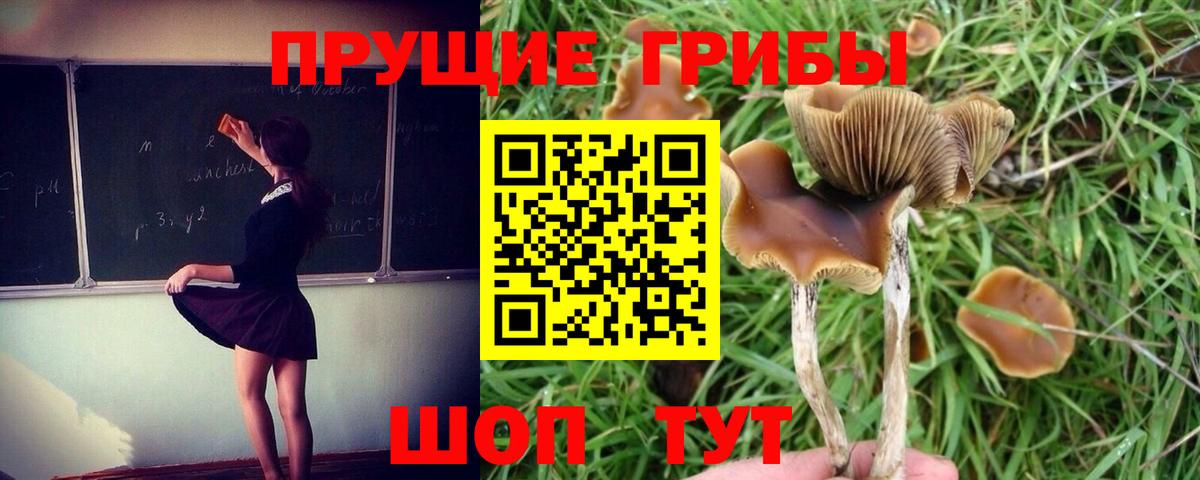 Псилоцибиновые грибы прущие грибы Ленинск-Кузнецкий